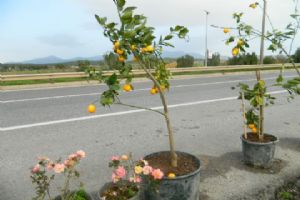 Limon Fidesi
